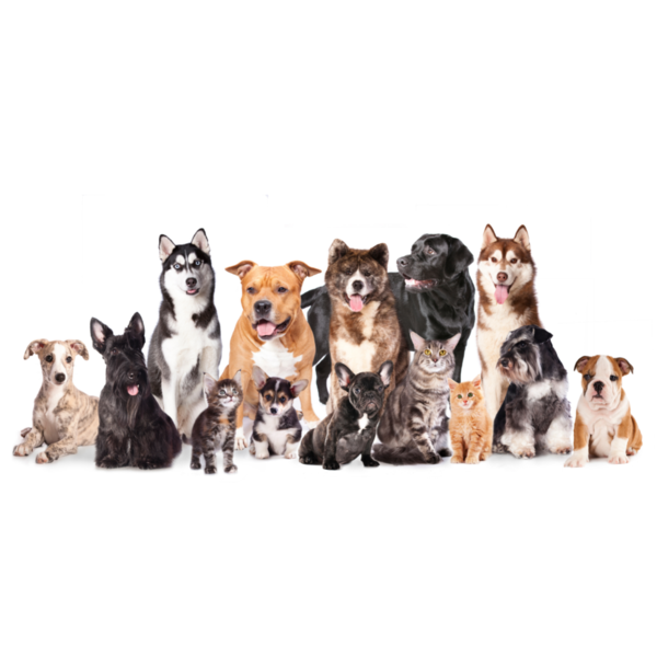 huisdieren,honden,katten,hondenspeelgoed,kattenspeelgoed,hondenvoerbak,voerbak,hondenriem,hondenspeeltje,houten voerbak