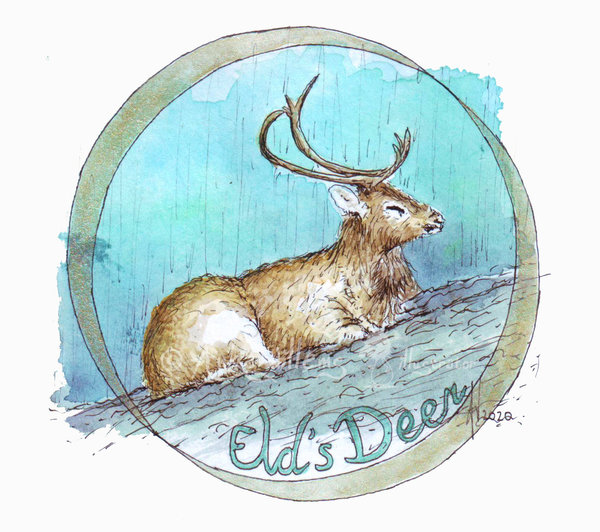 Illustratie "Eld's Deer"