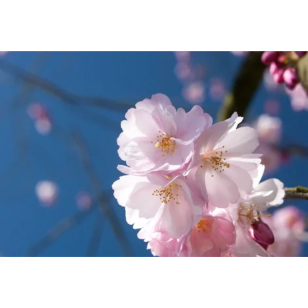 Ansichtkaart "Roze Prunus", ansichtkaart kopen