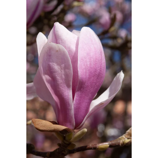 Ansichtkaart "Magnolia", ansichtkaart kopen