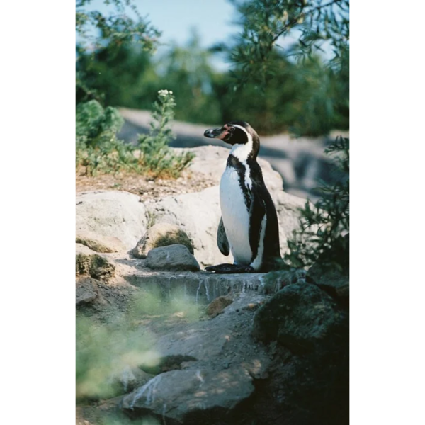 Ansichtkaart "Pinguin", ansichtkaart kopen