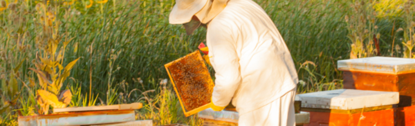 pure honing,lavendelhoning,kuiflavendel,honing gezond,gezonde honing,ongefilterde honing,onverhitte honing,pure honing,pure honey,honing van de imker,honing van de imkerij,lokale imkerij,cremehoning,rauwe honing,honing van de imker,honingsnoepjes,propolis,propolistinctuur,bijenwas,bijenwasolie,boenwas,imkerij,beekeeper,bee keeper honey,cadeauwinkel,conceptstore,concept store,moederdag,vaderdag,gezond cadeau,honing ontstekingsremmend,honing tegen hooikoorts,propolis gezond,propolis voordelen,cremehoning rauwe honing